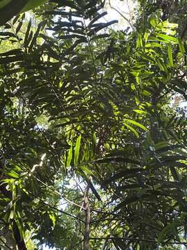 Image of northern brown pine