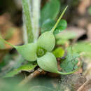 Image of Asarum caudigerum Hance