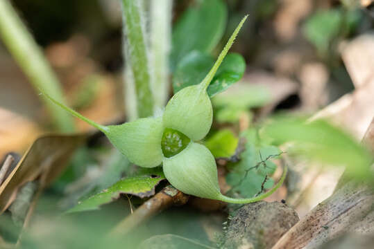 Image of Asarum caudigerum Hance