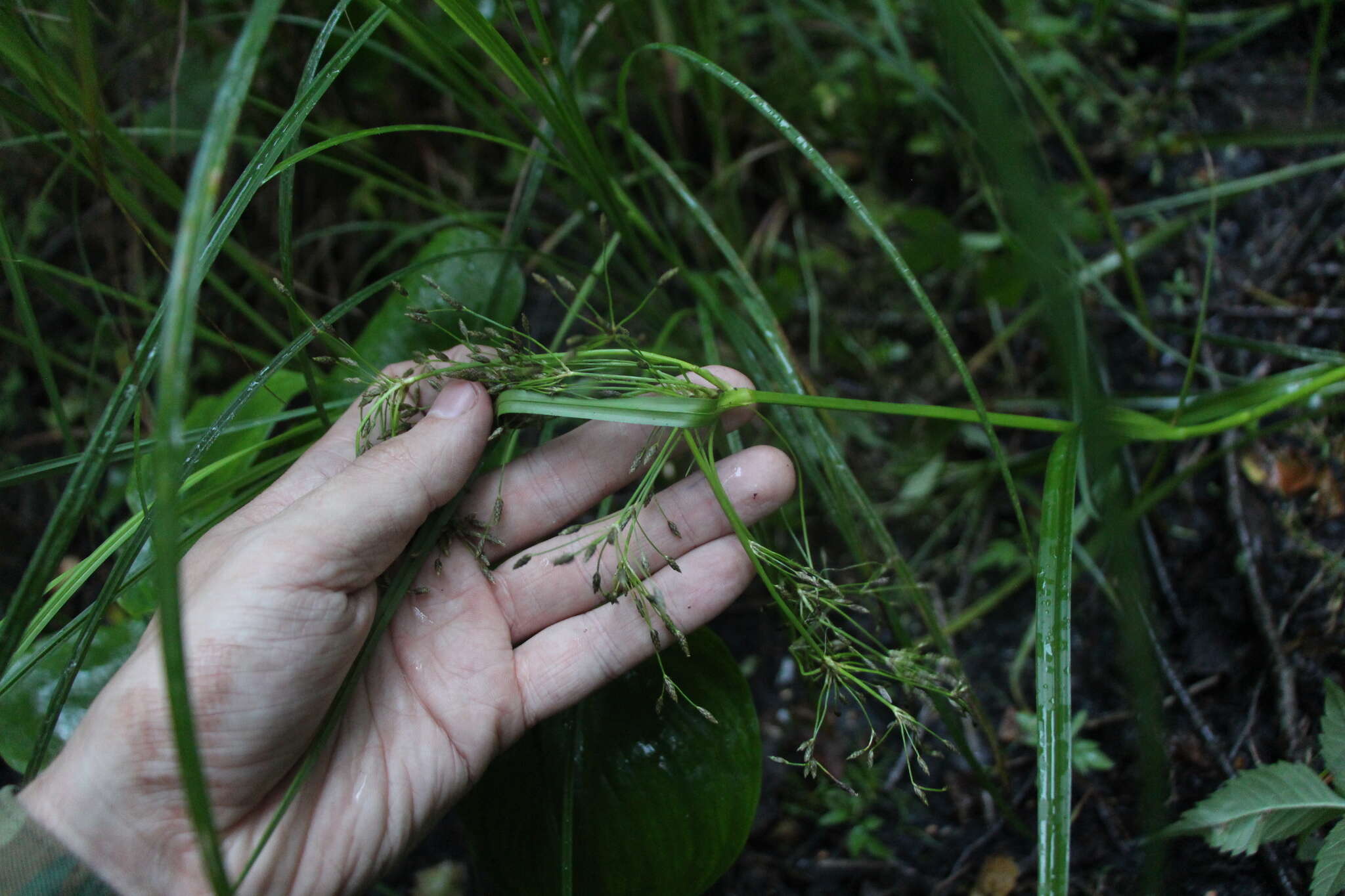 Image of Scirpus radicans Schkuhr