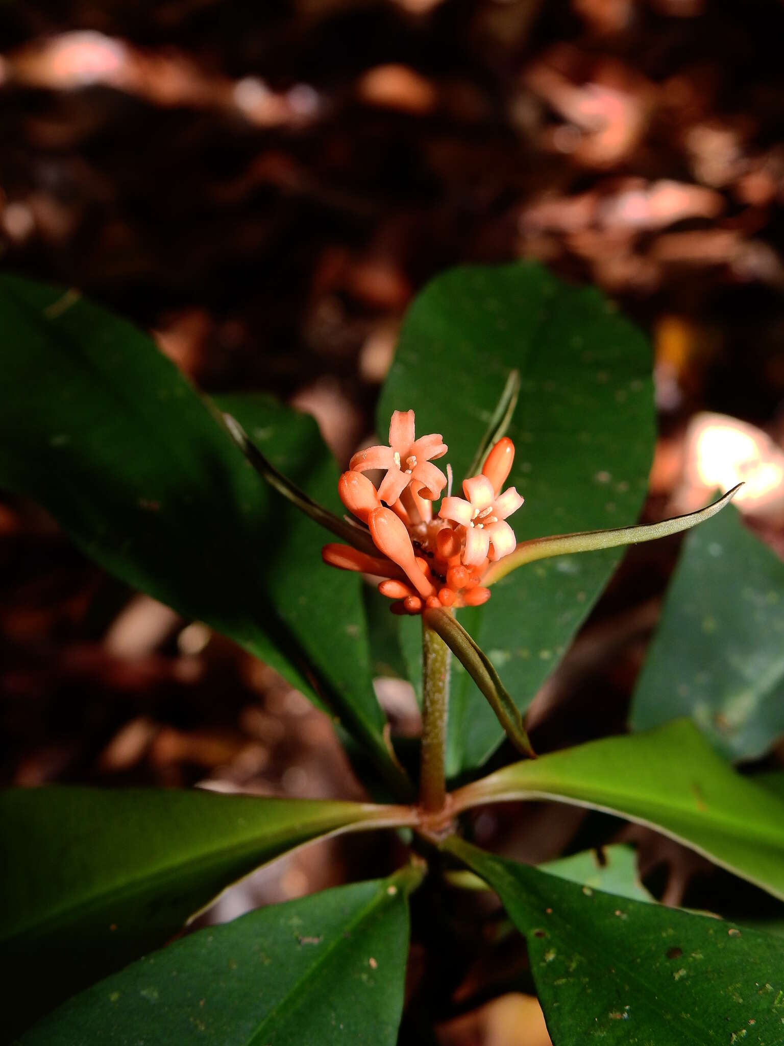 Image of Carapichea ligularis (Rudge) Delprete