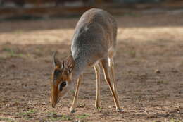 Image of Guenther's Dik-dik