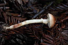 Lepiota castaneidisca Murrill 1912 resmi