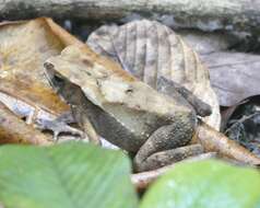 Image of Sulawesian Toad