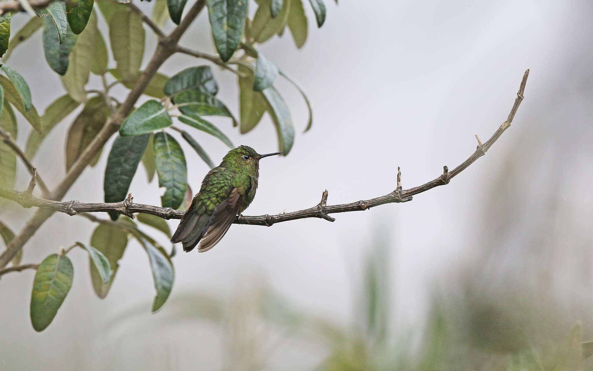 Image of Viridian Metaltail