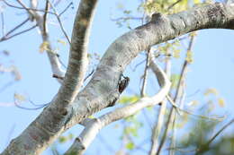 Image of Freckle-breasted Woodpecker