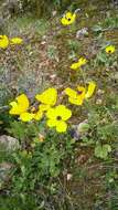 Image of Ranunculus asiaticus