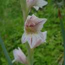 Sivun Gladiolus elliotii Baker kuva