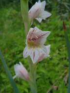 Слика од Gladiolus elliotii Baker