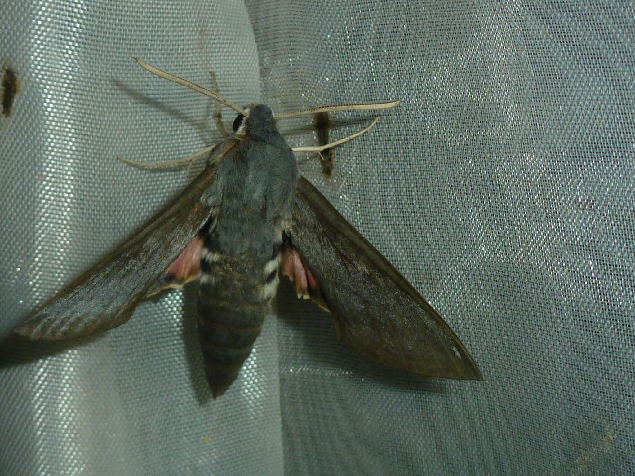 Image of dusky hawk-moth