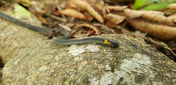 Image of Ringneck Coffee Snake