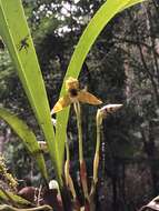 Image of Maxillaria picta Hook.