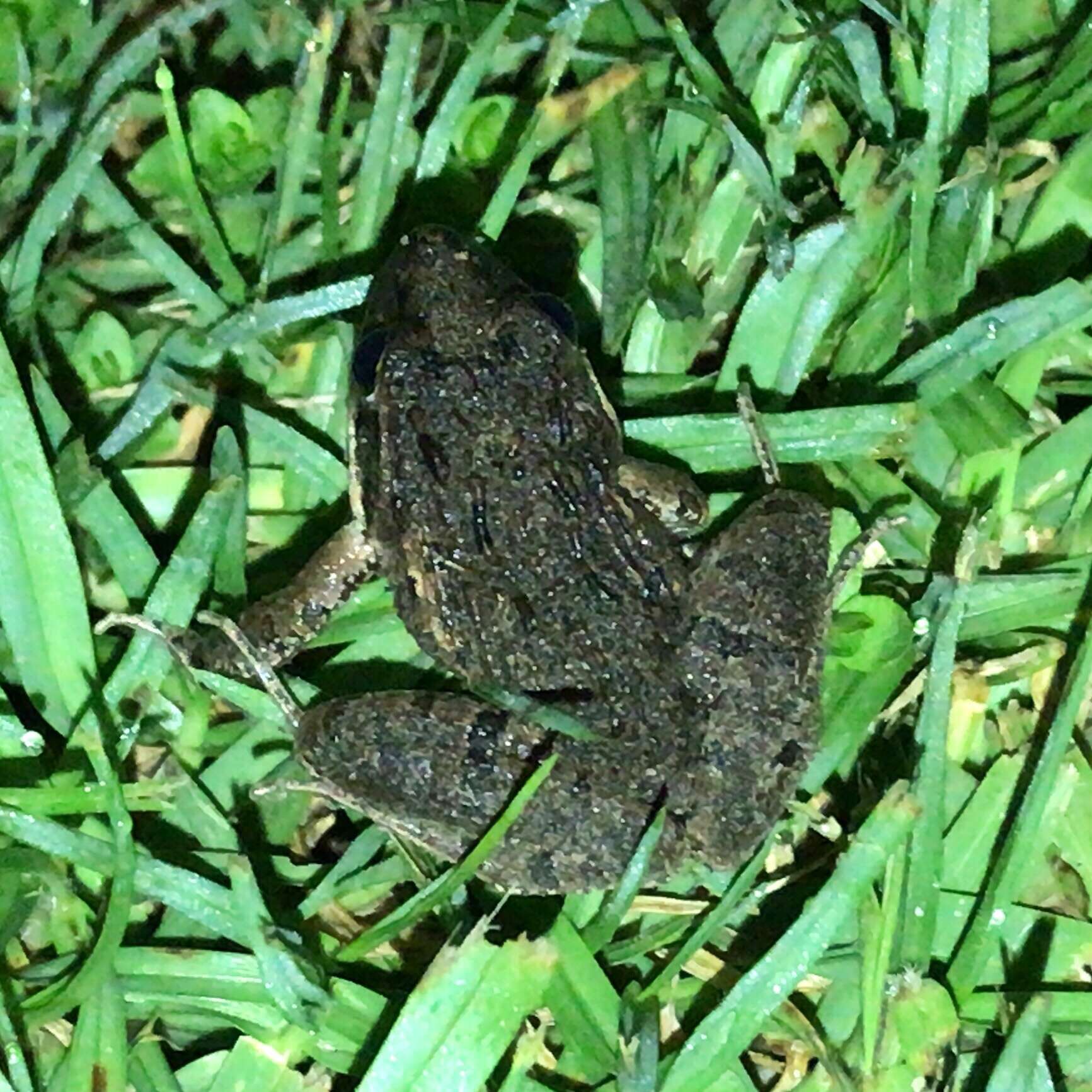 Image of Gray's Stream Frog