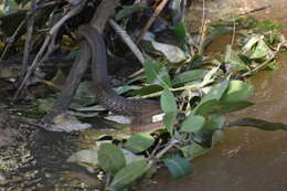 Image of Thamnophis validus (Kennicott 1860)