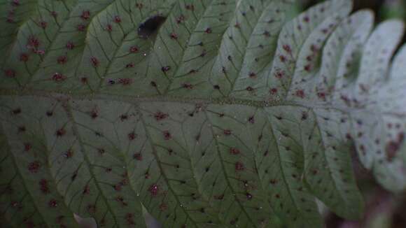 Image of limestone maiden fern