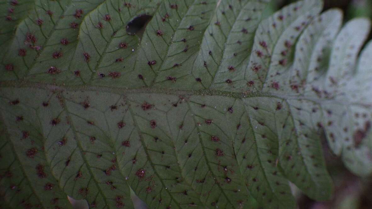 Plancia ëd Goniopteris hildae (Proctor) Salino & T. E. Almeida