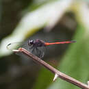 Image of Orthemis levis Calvert 1906