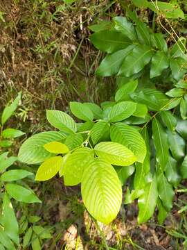 Image of Dendrolobium triangulare (Retz.) Schindl.