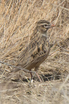 Image of Pink-billed Lark