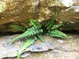 Plancia ëd Asplenium pinnatifidum Nutt.