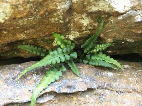 Asplenium pinnatifidum Nutt. resmi