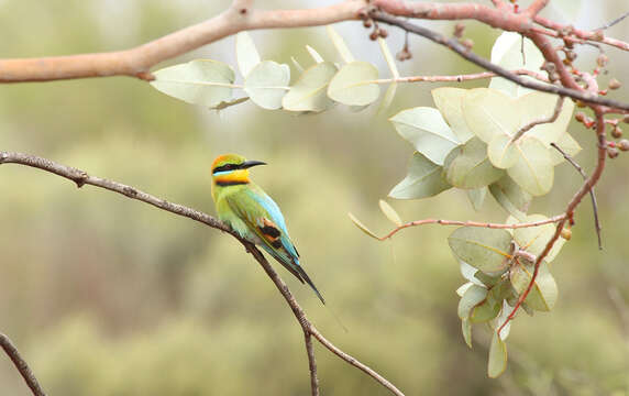 Image of Rainbow Bee-eater