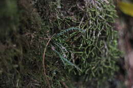 Image de Micropolypodium okuboi (Yatabe) Hayata