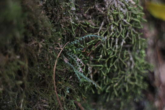 Image of Micropolypodium okuboi (Yatabe) Hayata