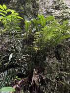 Image of Limestone Fern