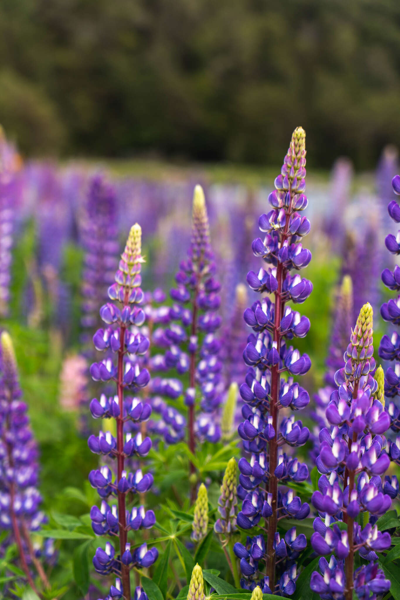 Image of Lupinus regalis Bergmans