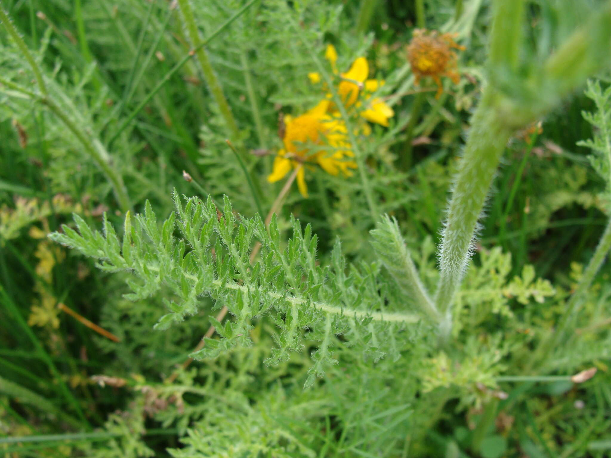 Imagem de Hybridella globosa (Ort.) Cass.