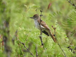 Image of Myiarchus tyrannulus magister Ridgway 1884