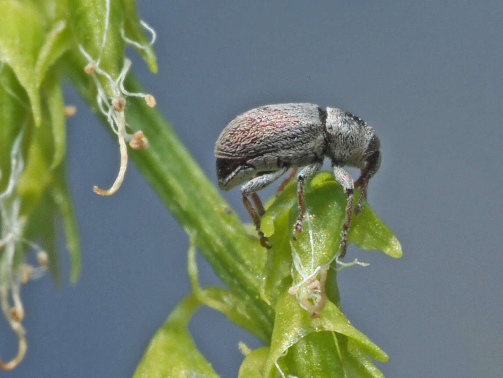 Image of Tychius meliloti Stephens 1829