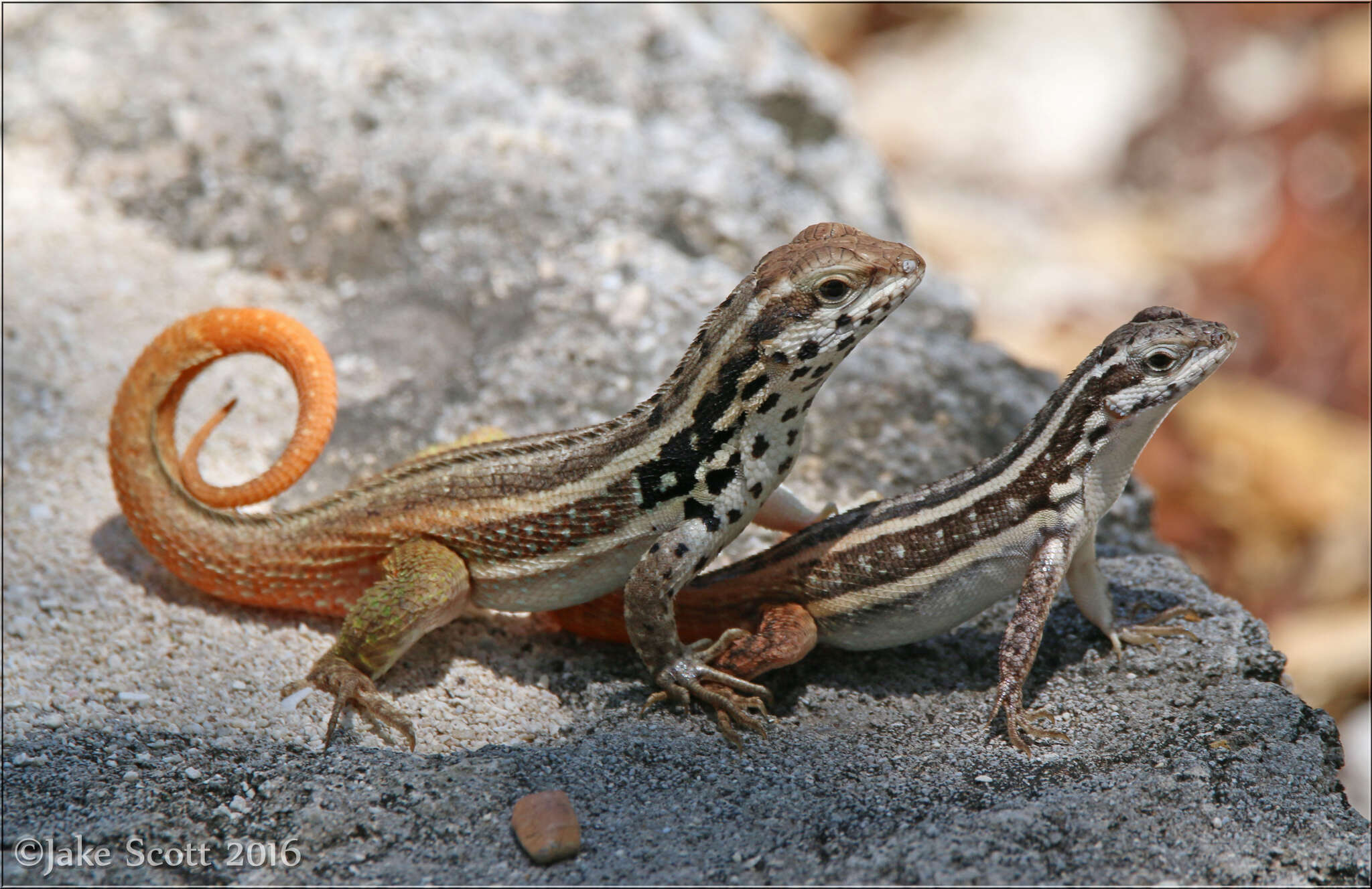 Imagem de Leiocephalus lunatus melaenoscelis Schwartz 1967