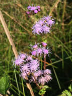 Image of blue mistflower