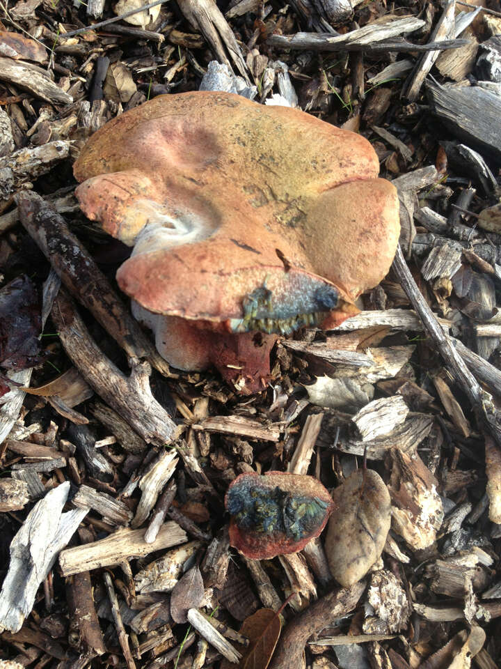 Image of Liver Bolete