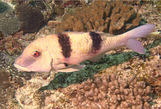 Image of Doublebar goatfish