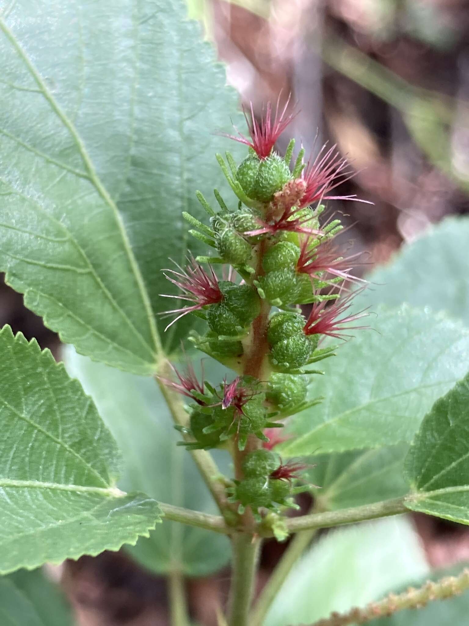 Image of Acalypha communis Müll. Arg.