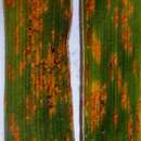 Image of Rust fungus