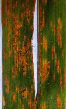 Sivun Puccinia hemerocallidis Thüm. 1880 kuva