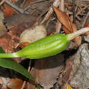 Image of Pterostylis bureaviana Schltr.