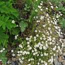 Image of Cerastium furcatum Cham. & Schltdl.