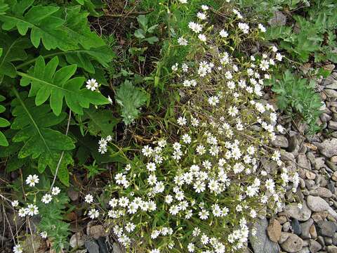 Слика од Cerastium furcatum Cham. & Schltdl.