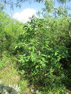 Image de Cordia boissieri A. DC.