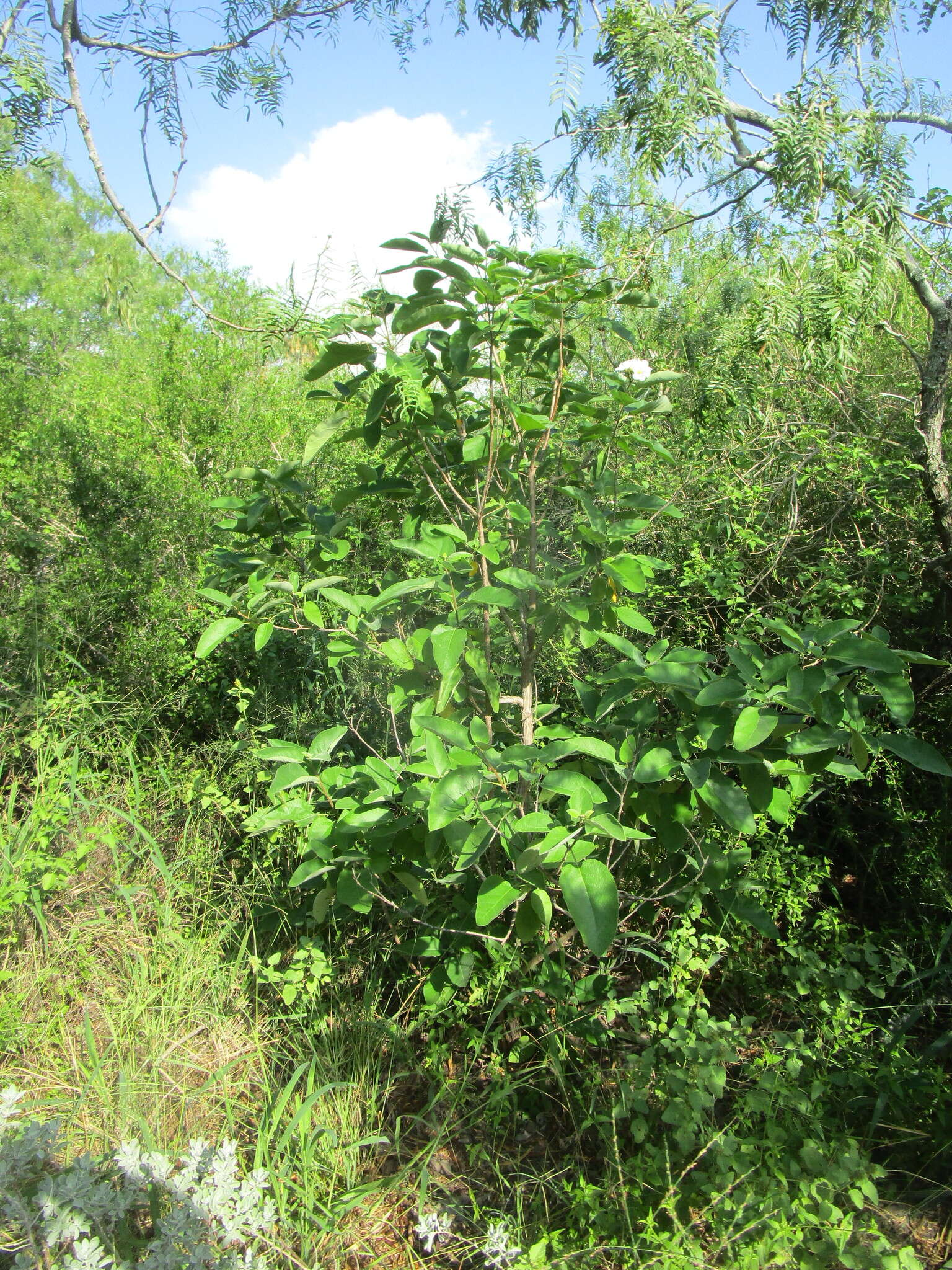 Image de Cordia boissieri A. DC.