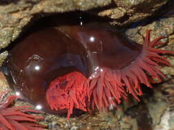 Image of Red Waratah Anemone