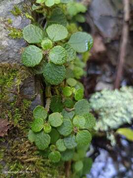 Image of Chrysosplenium lanuginosum Hook. fil. & Thoms.