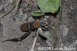 Image of Leptoglossus crassicornis (Dallas 1852)