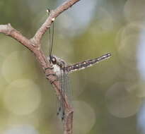 Image of Pilacmonotus sabulosus (Walker 1853)