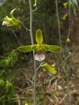 Слика од Eulophia epidendraea (J. Koenig ex Retz.) C. E. C. Fisch.